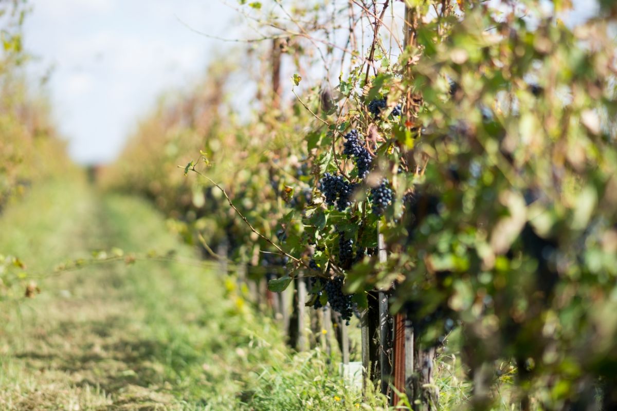 Kratki pregled povijesti vinogradarstva i vinarstva