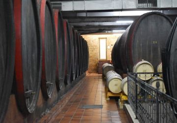 Graševina poured from the world’s largest “living” oak barrel in Erdut