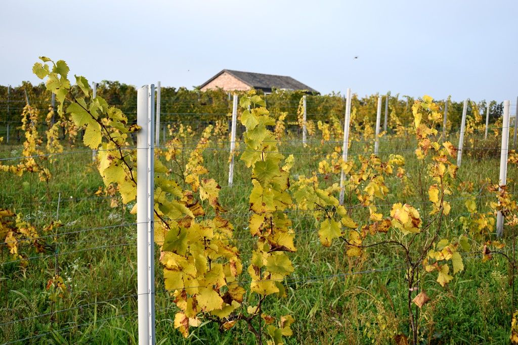 A steadily increasing influx of wine tourists, hedonists and gastronomads…