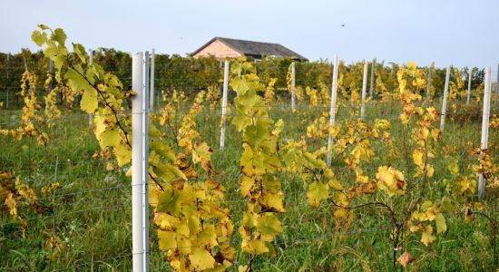 A steadily increasing influx of wine tourists, hedonists and gastronomads…, Hrvatski ruralni turizam
